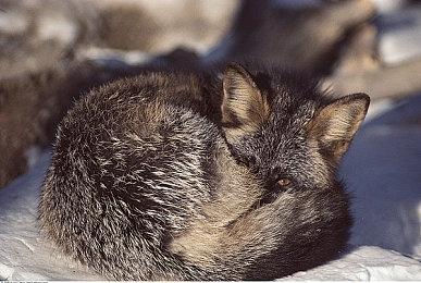 《麻布仔大冒险》开发商将制作全新3A级射击游戏